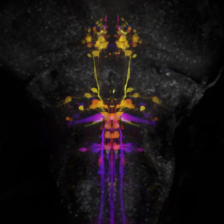 Colorful neural imagery