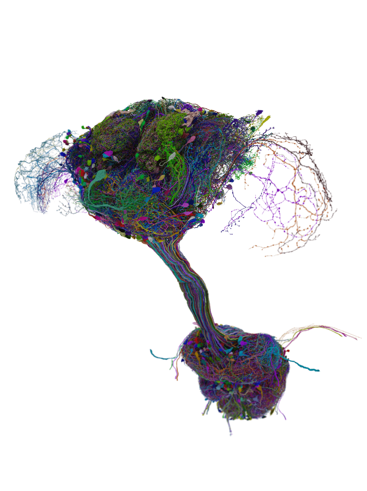 Colorful neural imagery